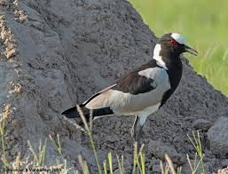 lapwing