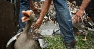 geese-slaughter-holland