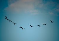 birds flying in same direction