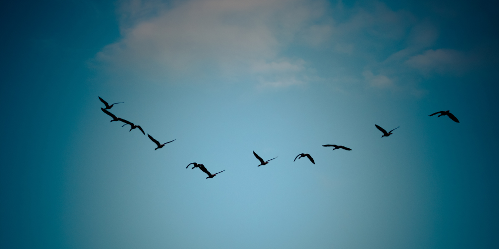 birds flying in same direction