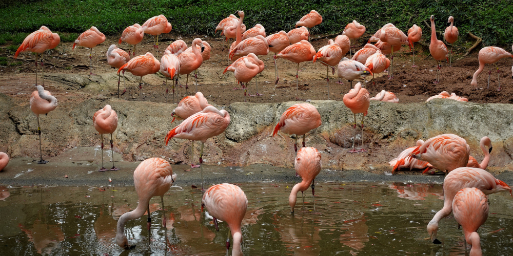 flamingos on a swamp