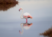 flamingo on a lake