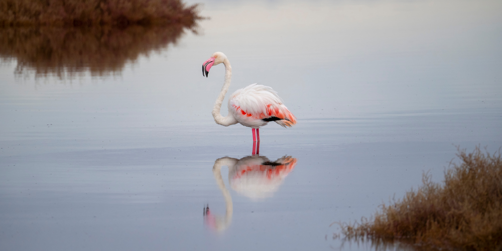 flamingo on a lake
